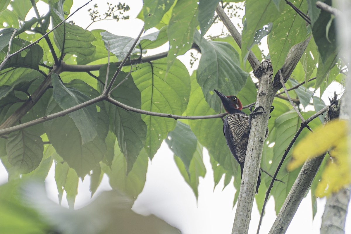 Guayaquil Woodpecker - ML619562101