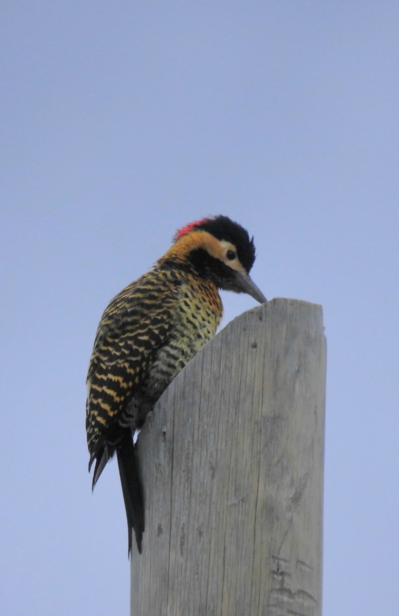Green-barred Woodpecker - ML619562102