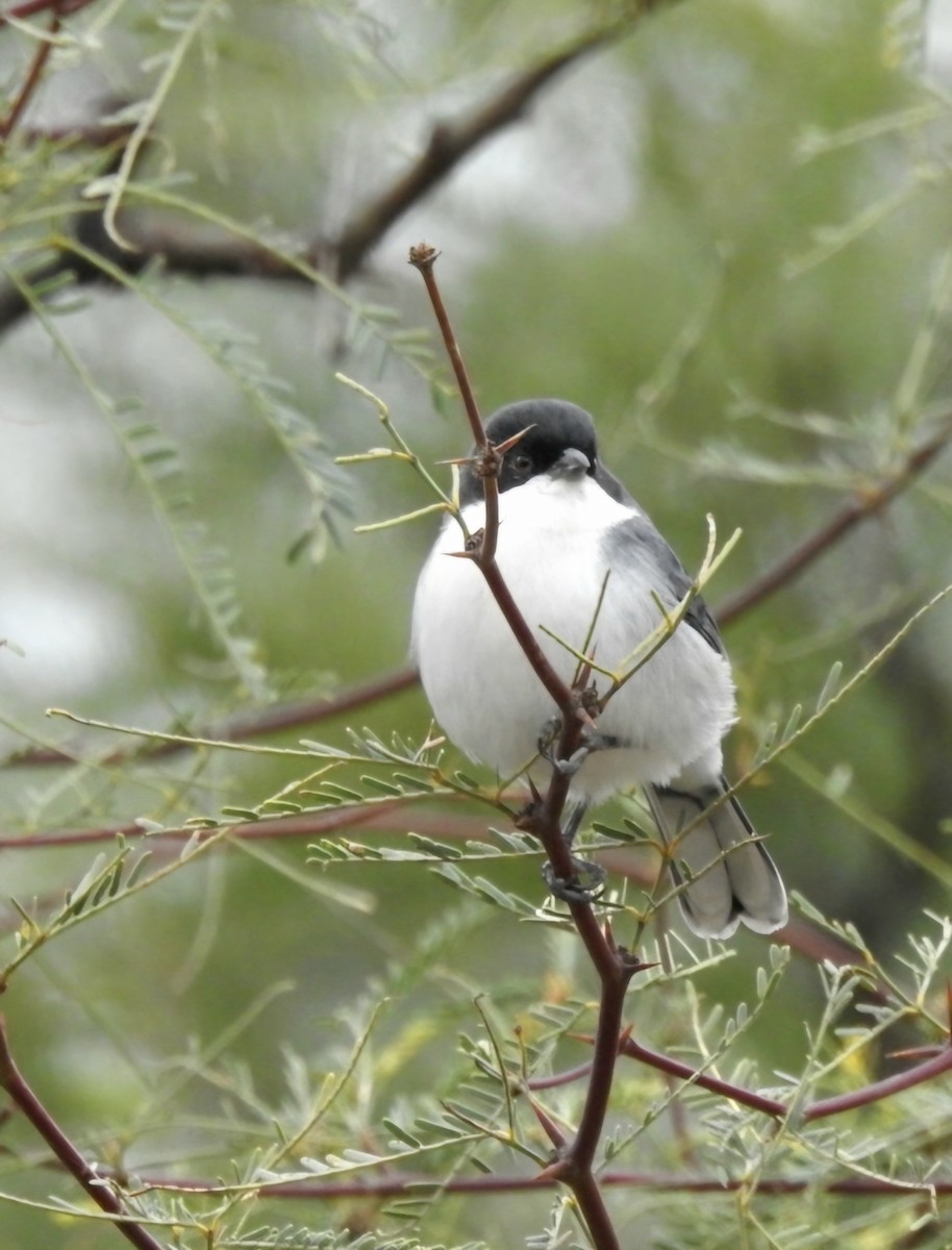 Black-capped Warbling Finch - ML619562131