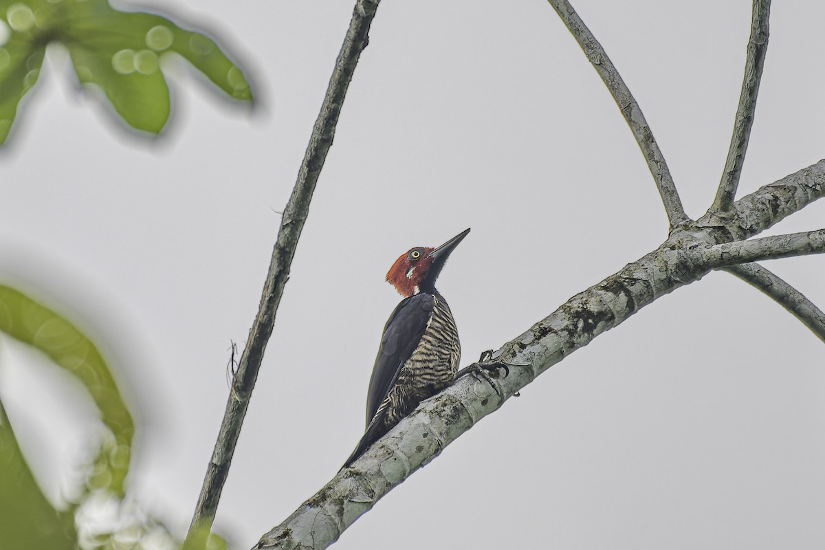 Guayaquil Woodpecker - ML619562133
