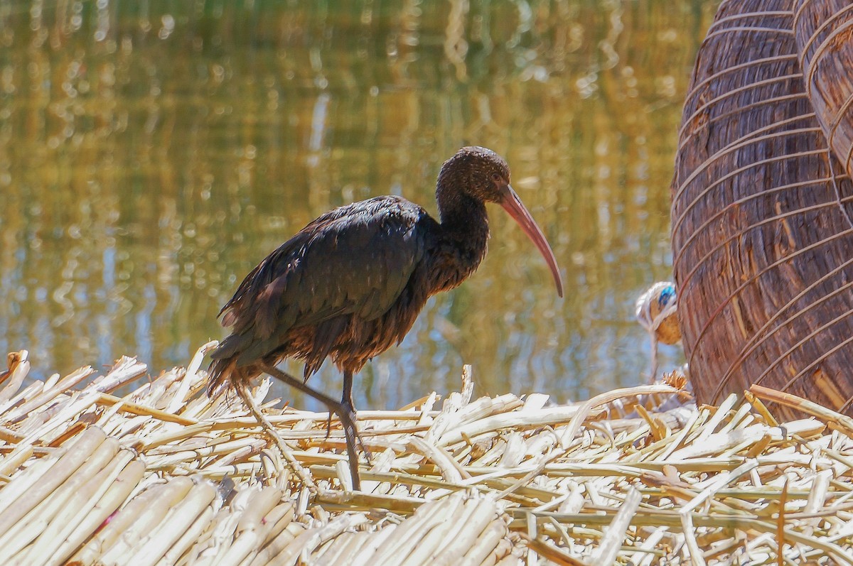 ibis andský - ML619562179