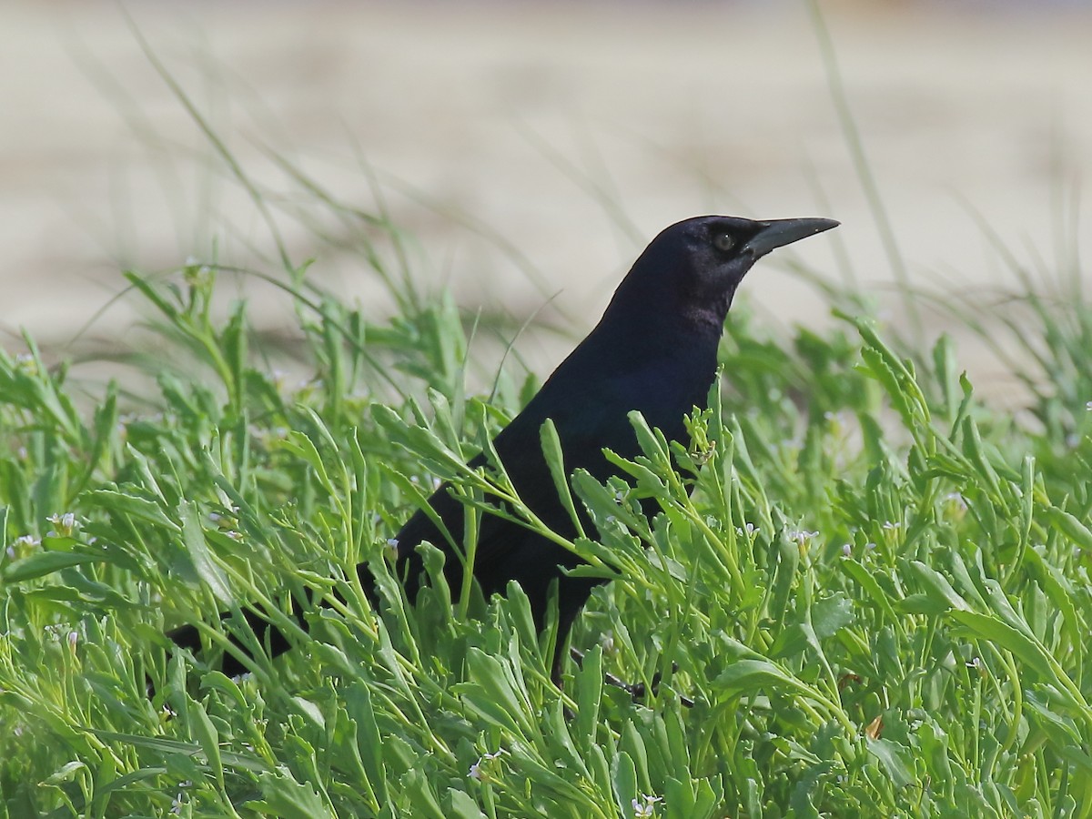 Boat-tailed Grackle - ML619562182