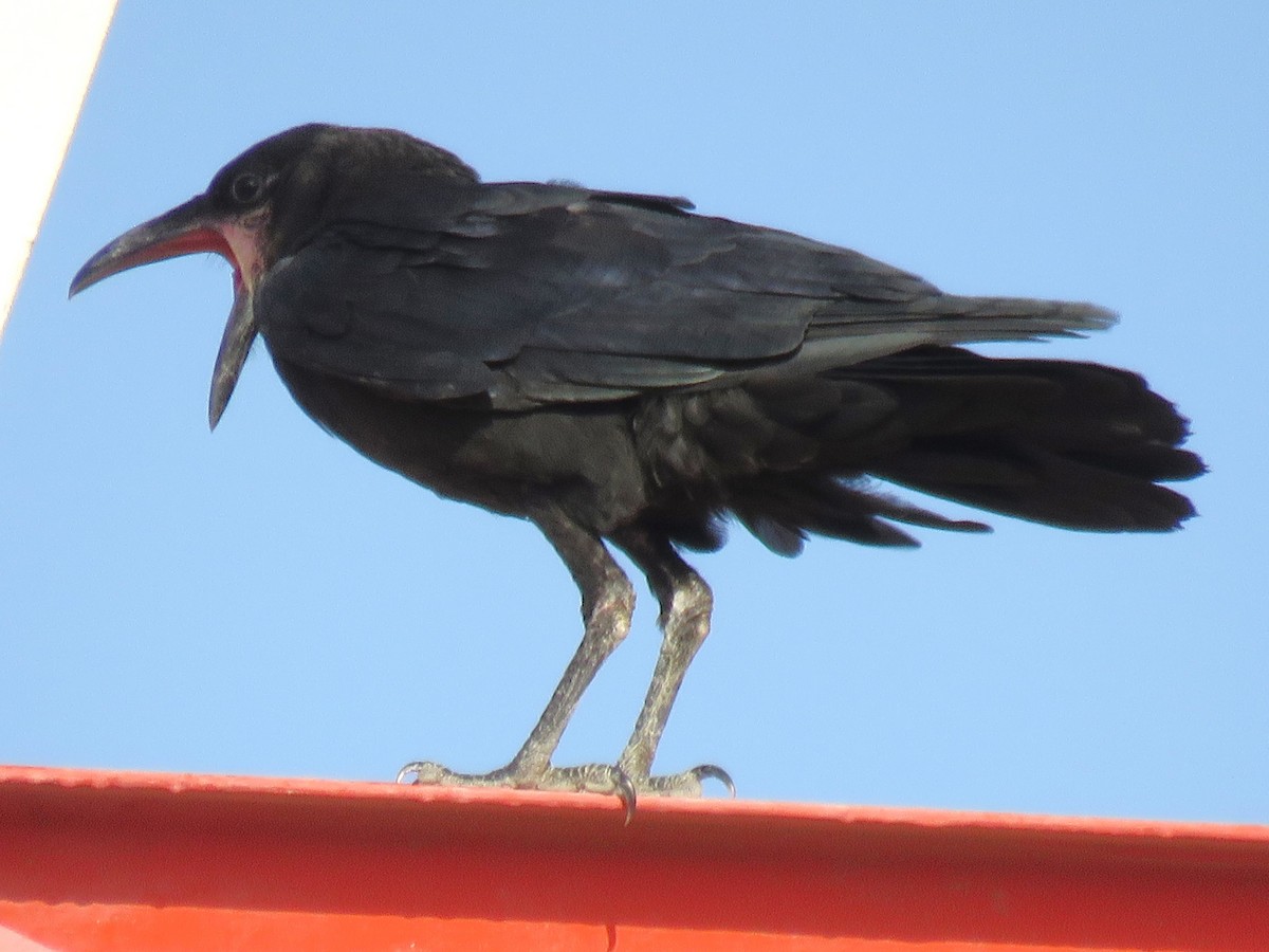 Brown-necked Raven - ML619562190