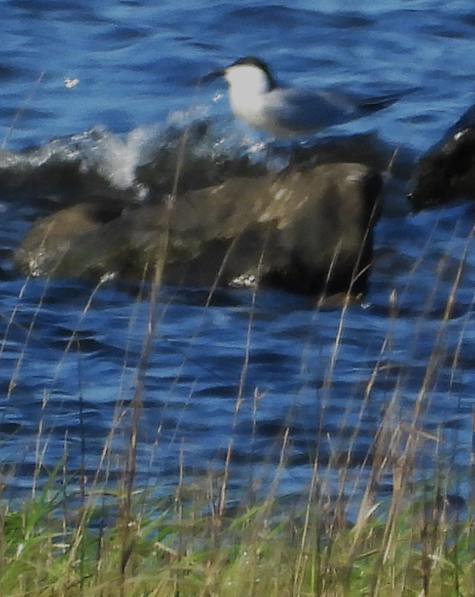 Gull-billed Tern - ML619562207