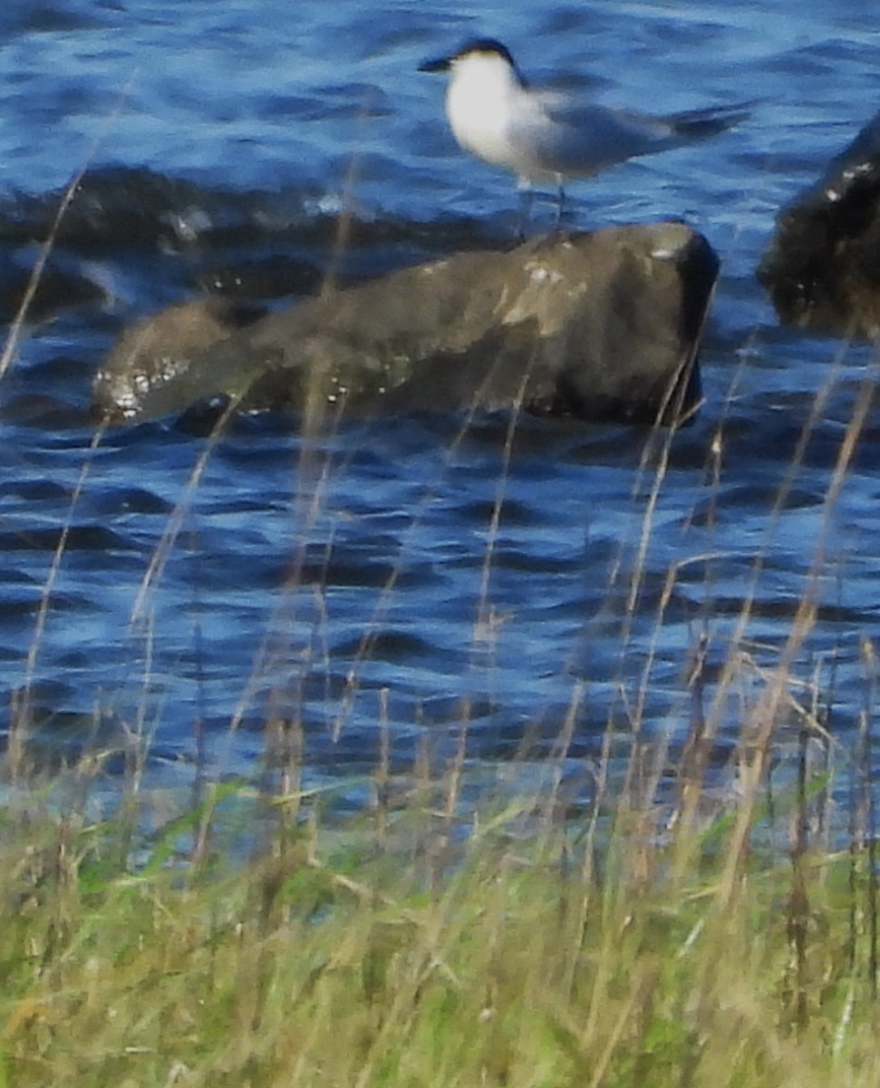 Gull-billed Tern - ML619562208