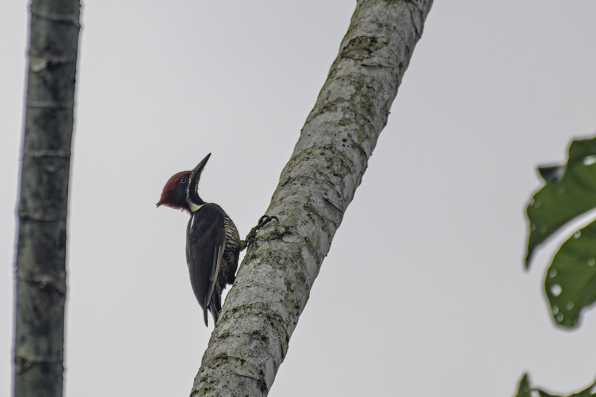 Lineated Woodpecker - ML619562216