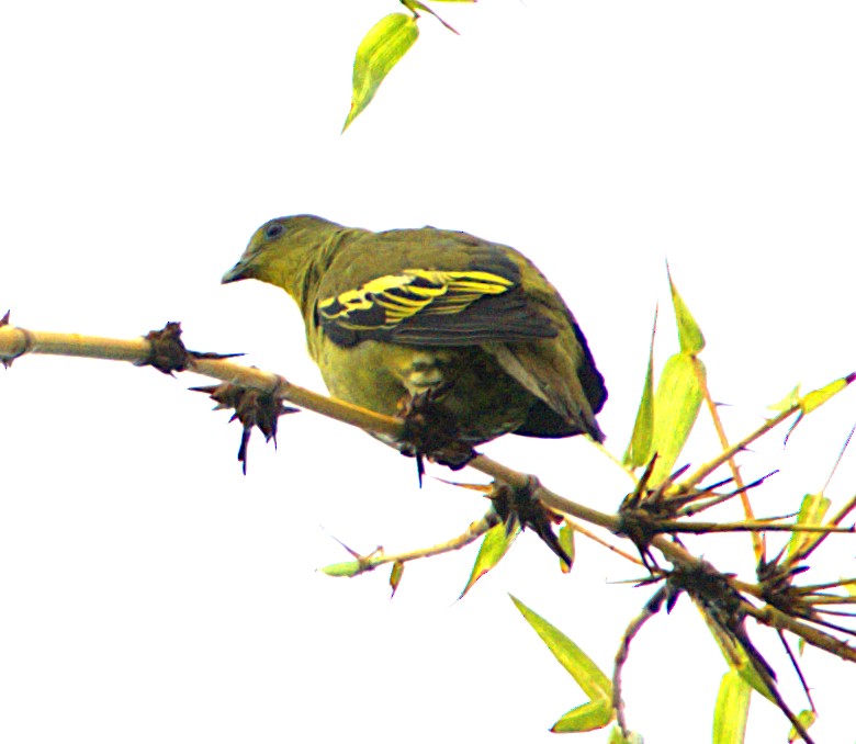 Gray-fronted Green-Pigeon - ML619562251