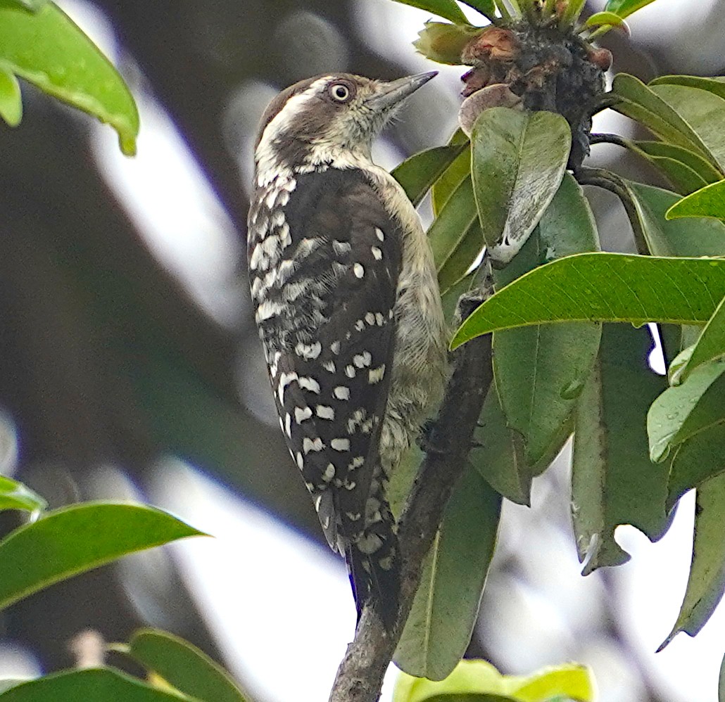 Brown-capped Pygmy Woodpecker - ML619562273