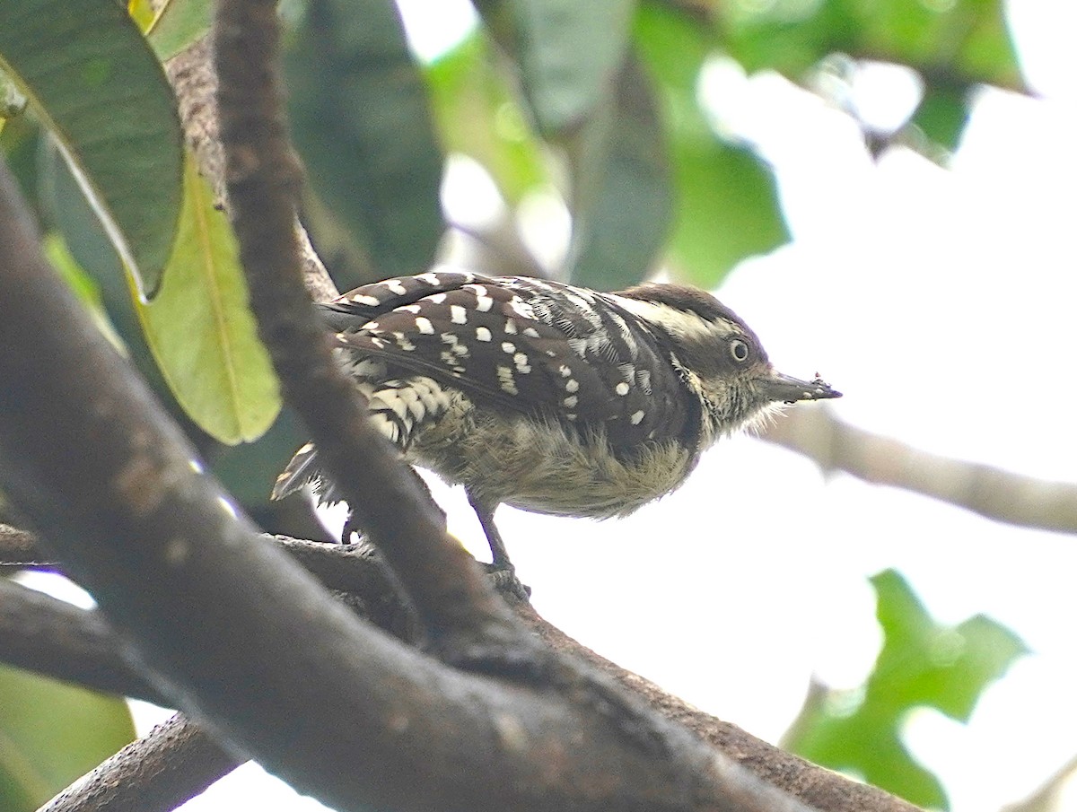 Brown-capped Pygmy Woodpecker - ML619562274