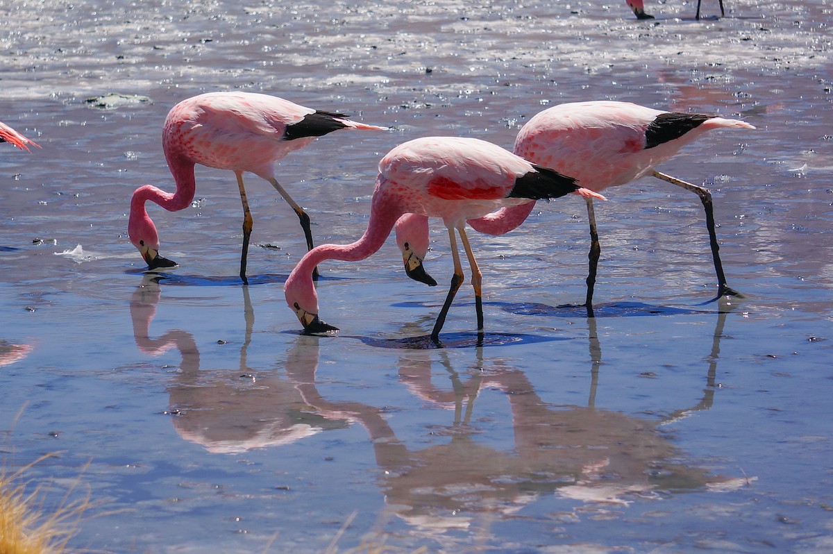 Andean Flamingo - ML619562289
