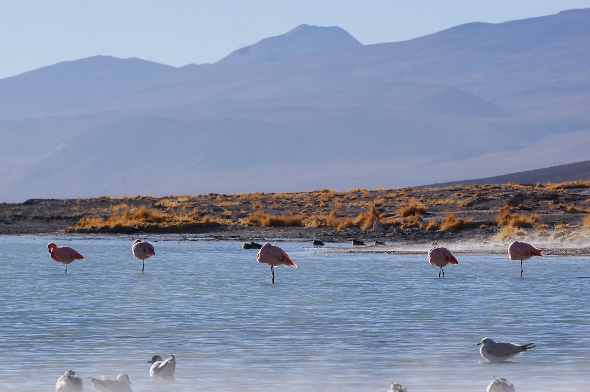 Chilean Flamingo - ML619562291
