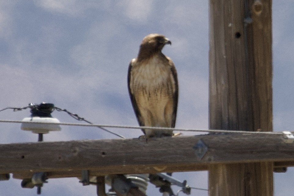 Red-tailed Hawk - ML619562294