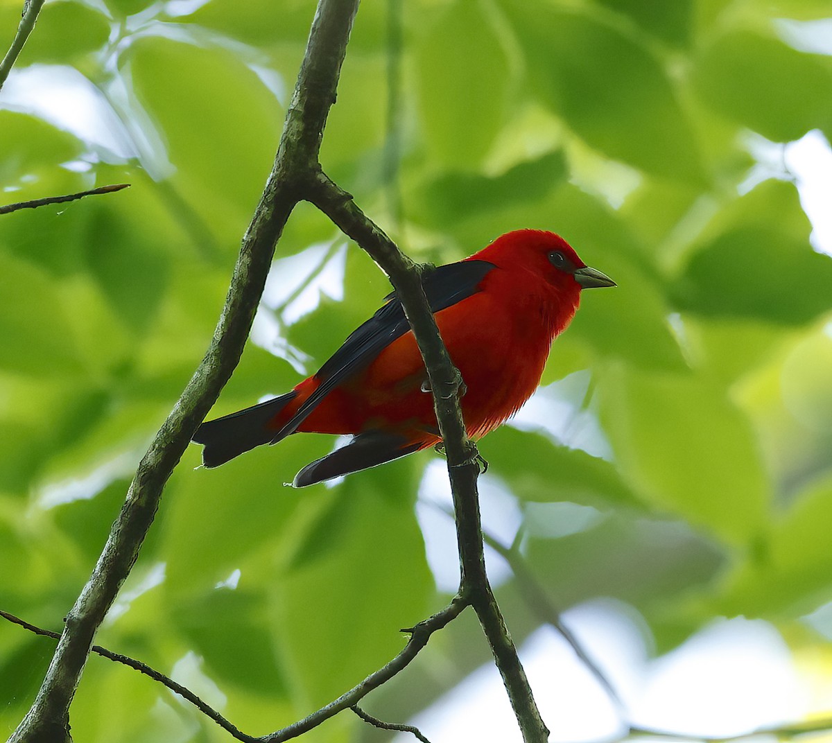Scarlet Tanager - ML619562337