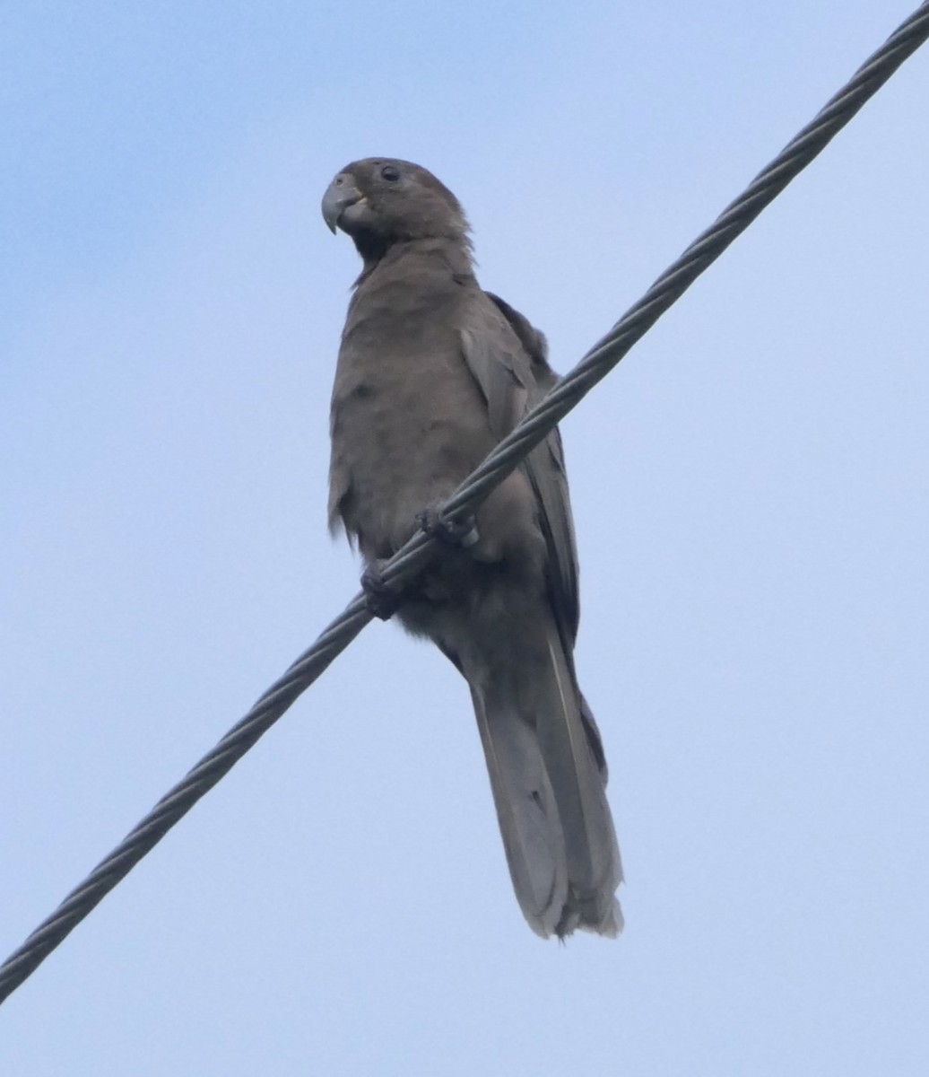 Seychelles Parrot - ML619562366