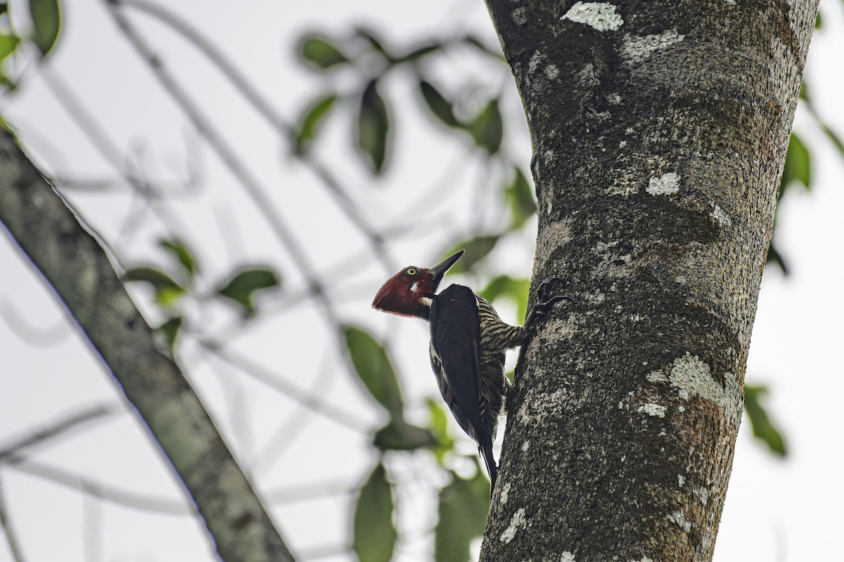 Guayaquil Woodpecker - ML619562368