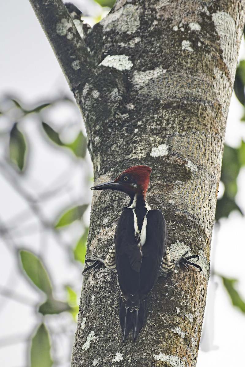 Guayaquil Woodpecker - ML619562372