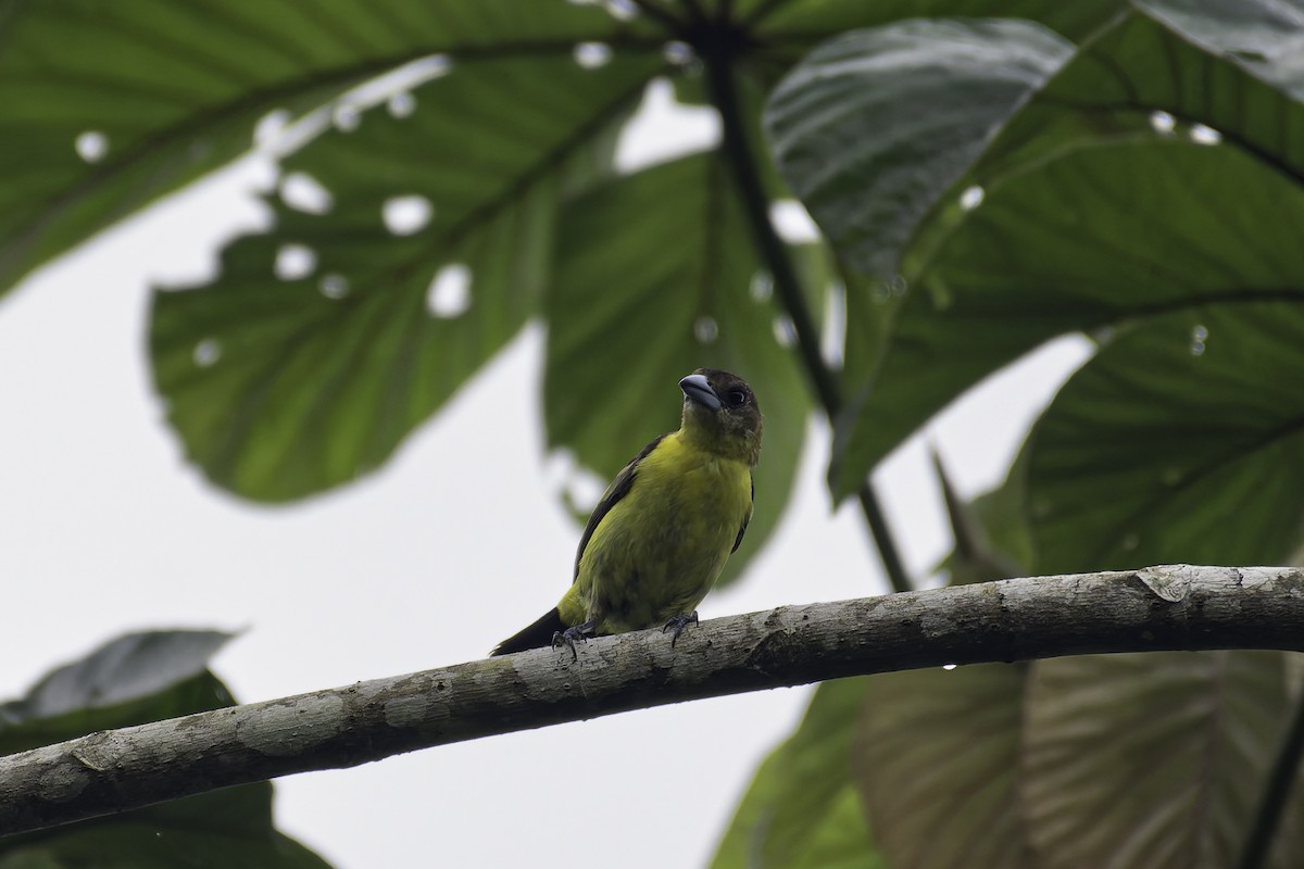 Flame-rumped Tanager (Lemon-rumped) - ML619562419