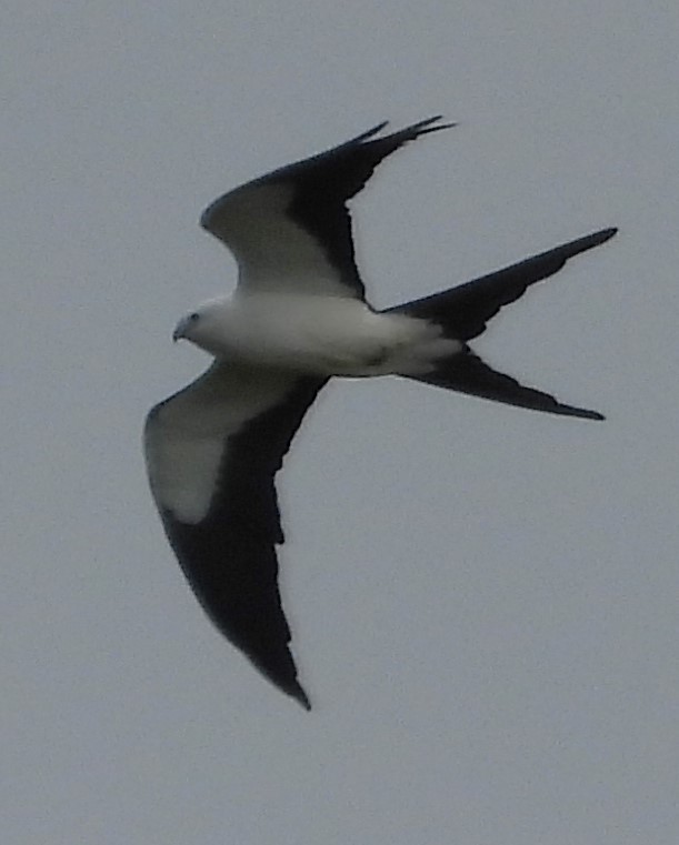 Swallow-tailed Kite - ML619562423