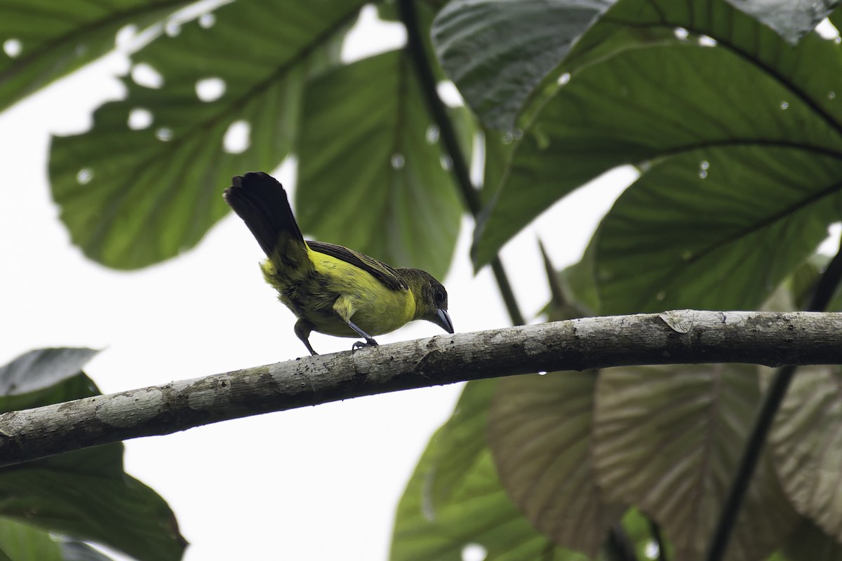 Flame-rumped Tanager (Lemon-rumped) - ML619562426