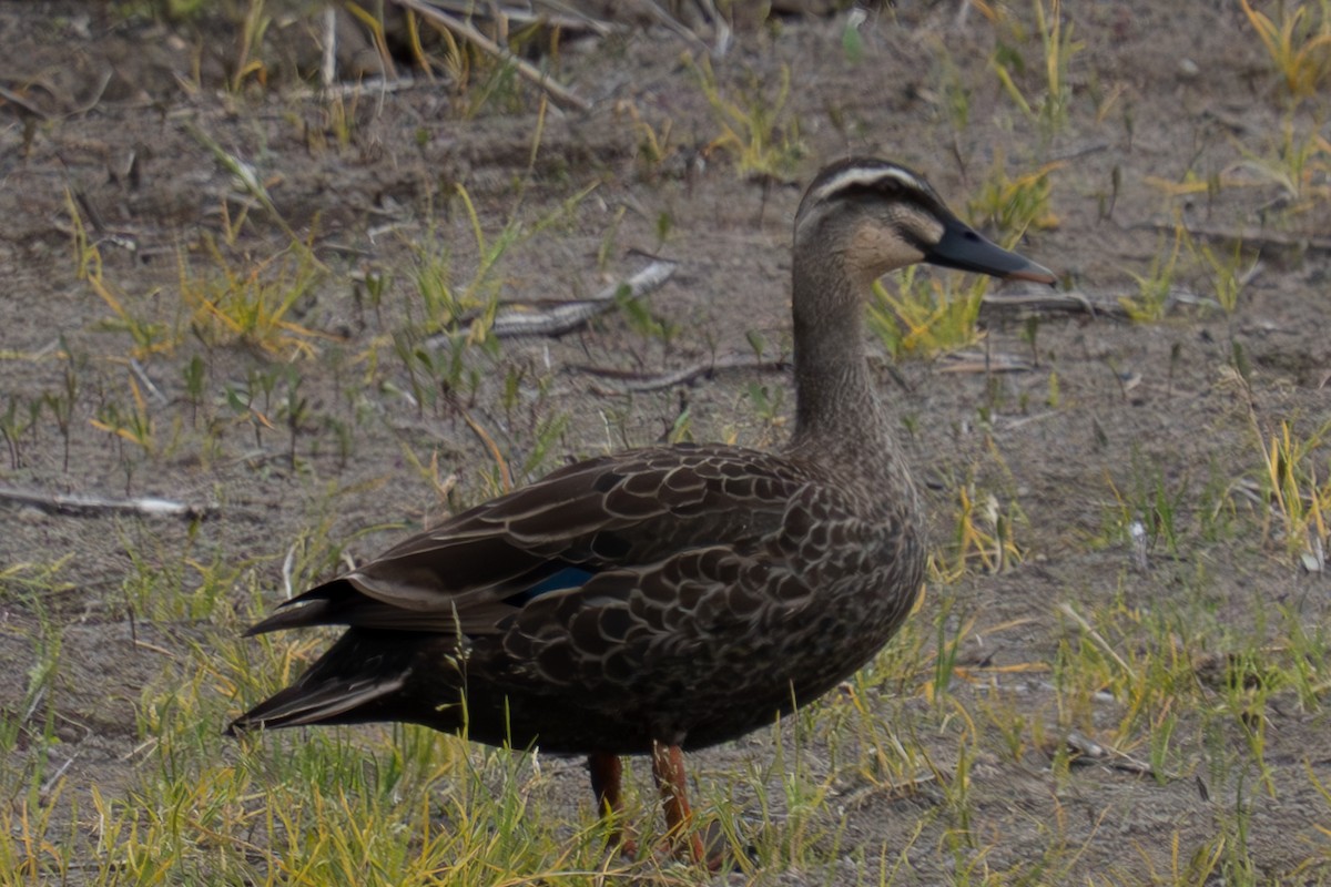 Eastern Spot-billed Duck - ML619562436