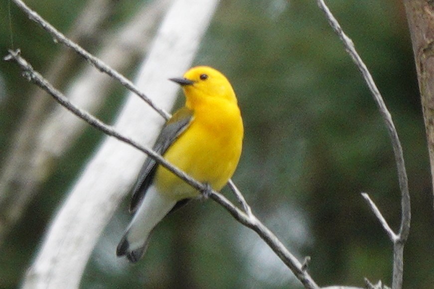 Prothonotary Warbler - ML619562438