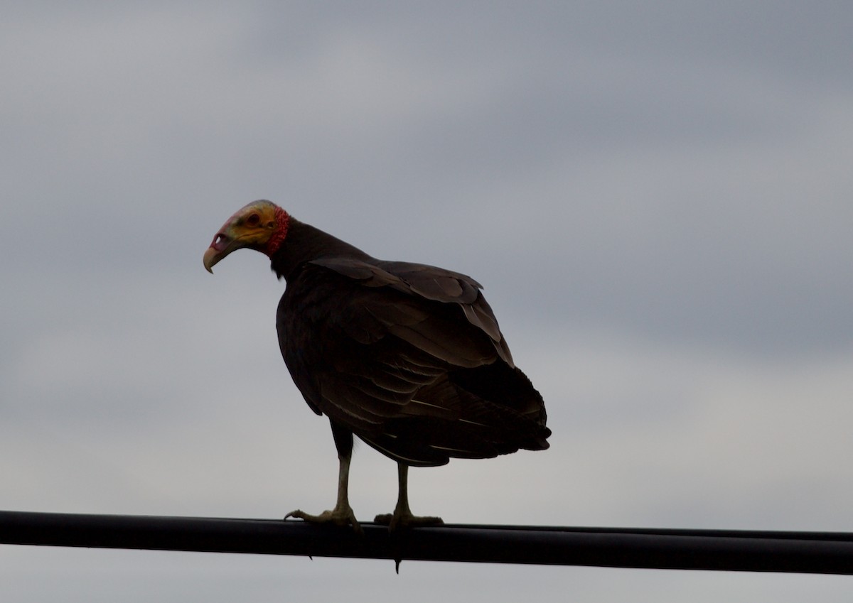 Lesser Yellow-headed Vulture - ML619562480