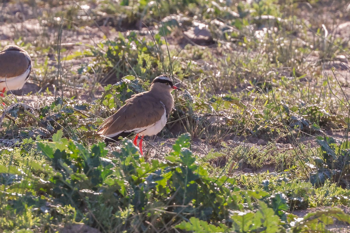 Crowned Lapwing - ML619562653