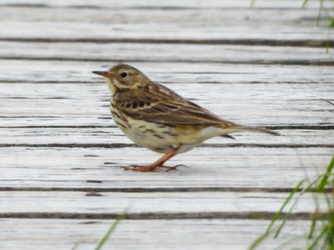 Meadow Pipit - ML619562677