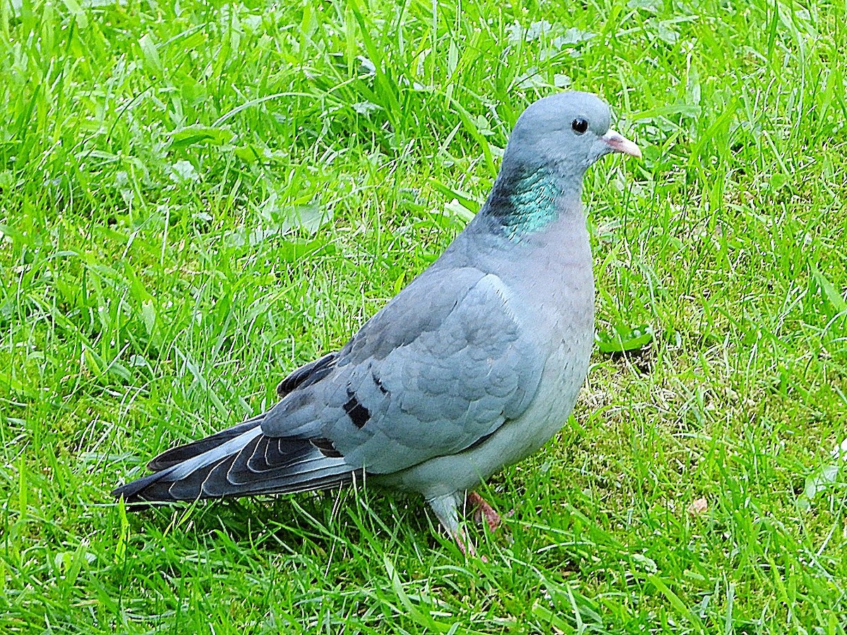Pigeon colombin - ML619562679