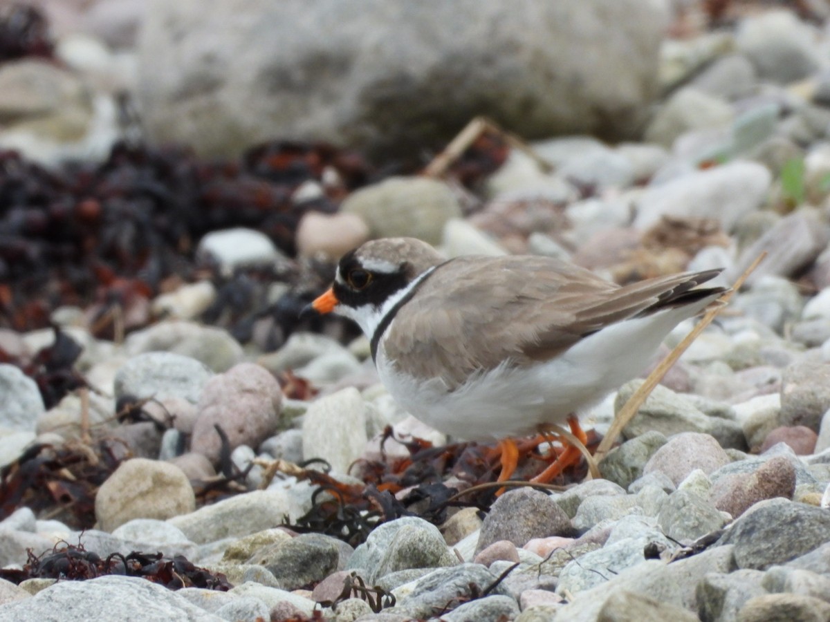 Common Ringed Plover - ML619562682