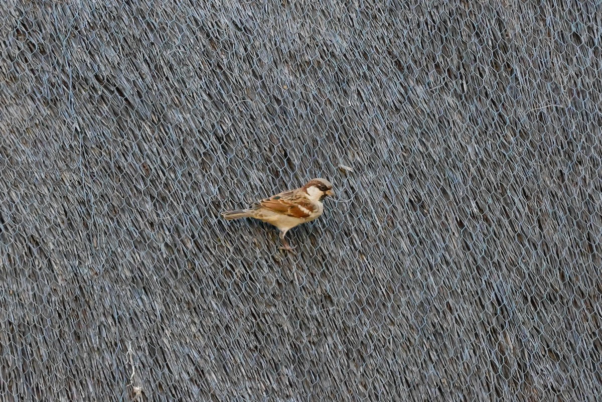 House Sparrow - ML619562715