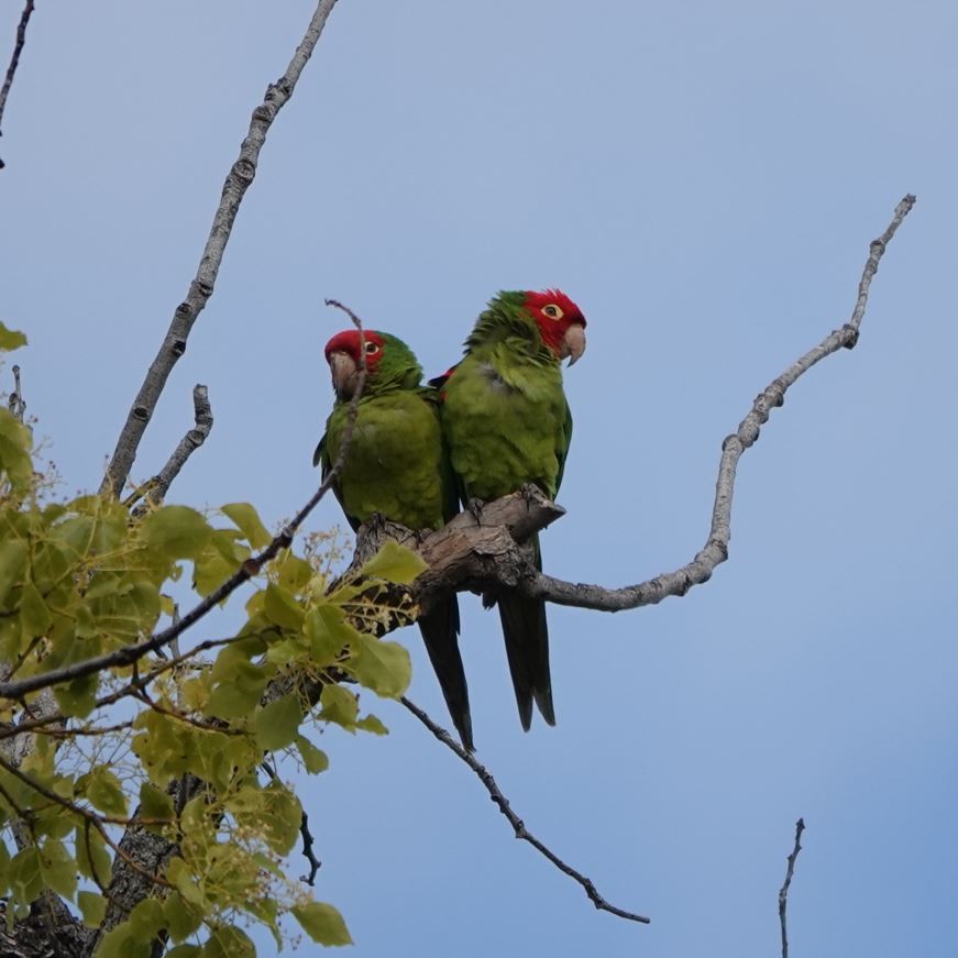 Guayaquil Papağanı - ML619562817