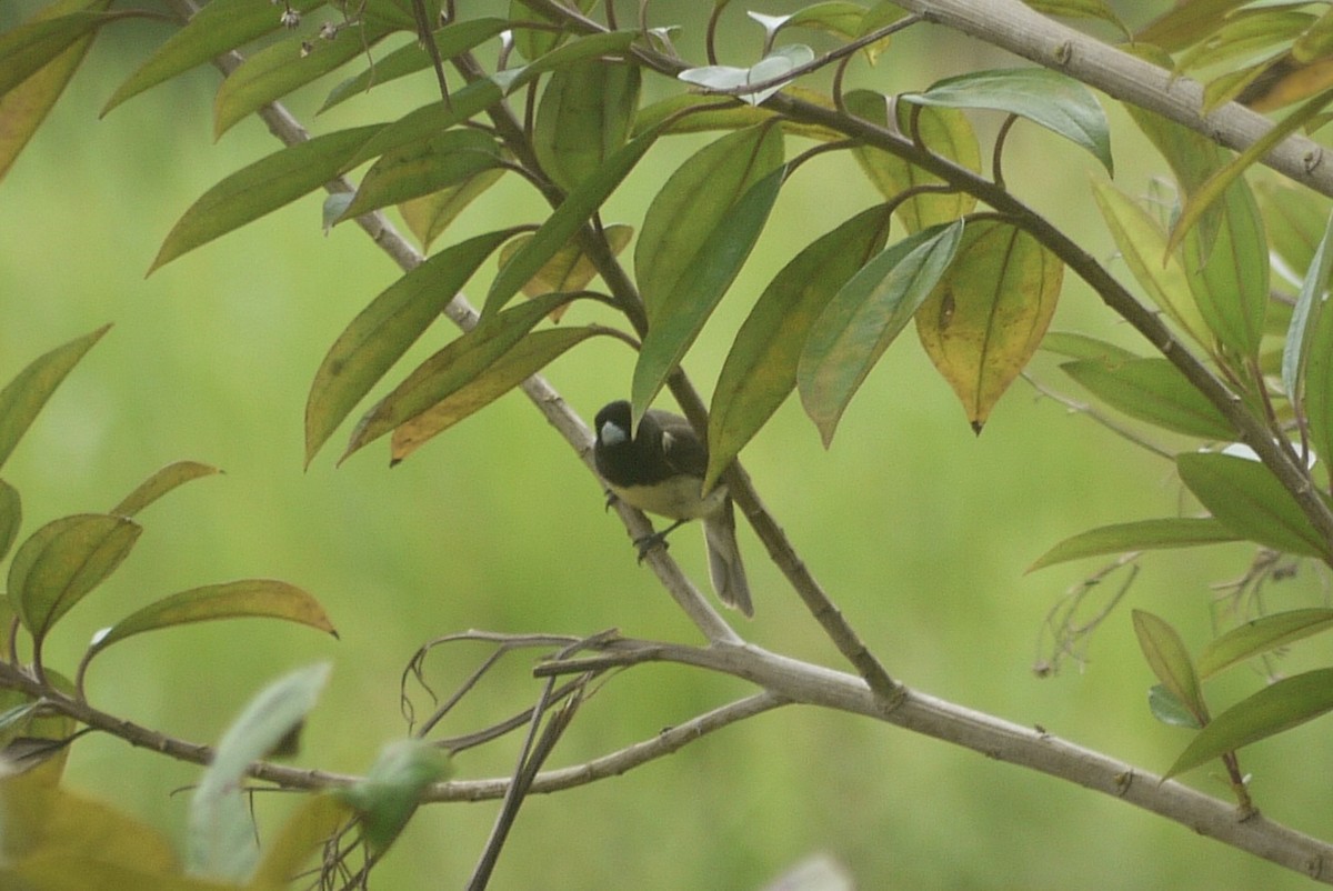 Yellow-bellied Seedeater - ML619562822