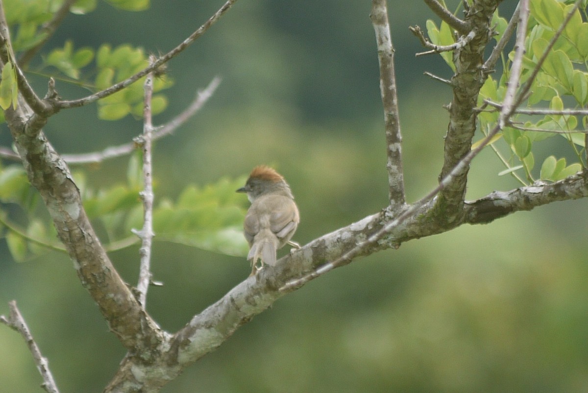 Pale-breasted Spinetail - ML619562830