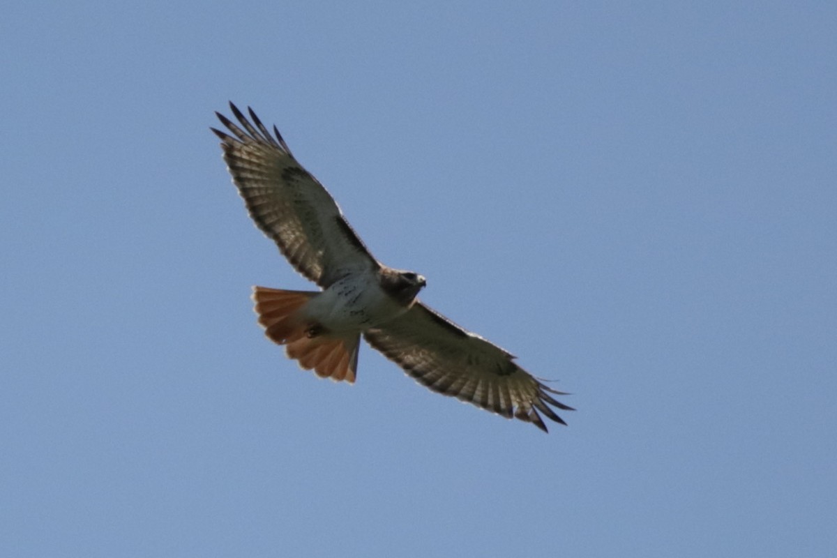 Red-tailed Hawk - ML619562893