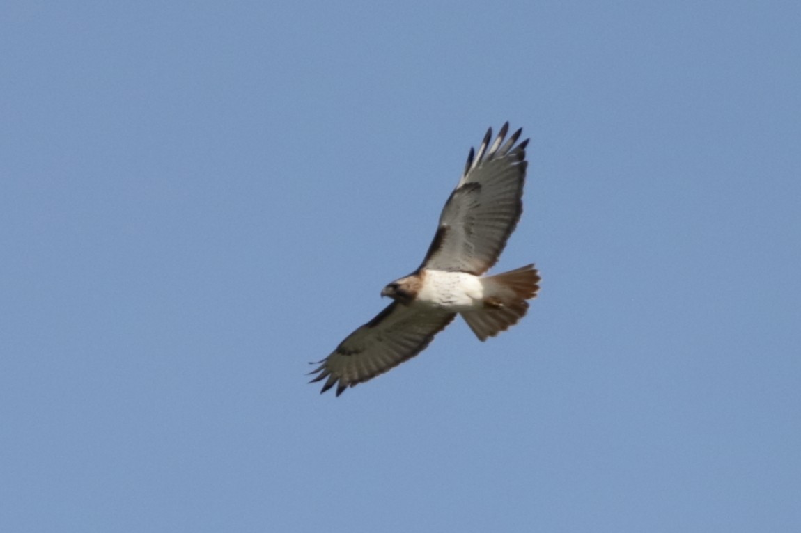Red-tailed Hawk - ML619562895