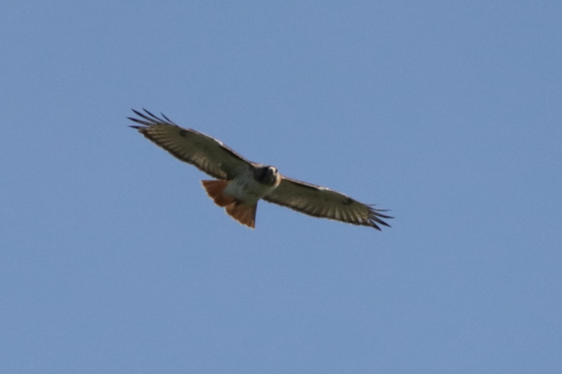 Red-tailed Hawk - ML619562897