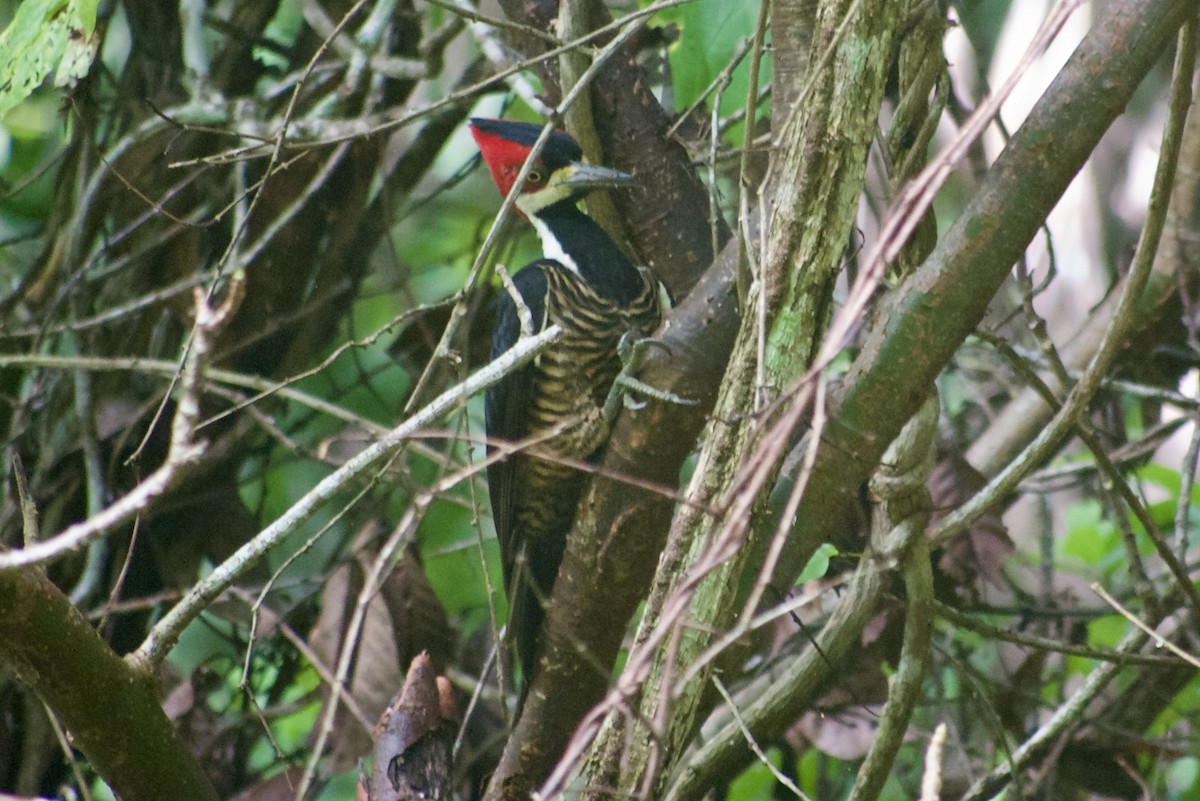 Crimson-crested Woodpecker - ML619562906