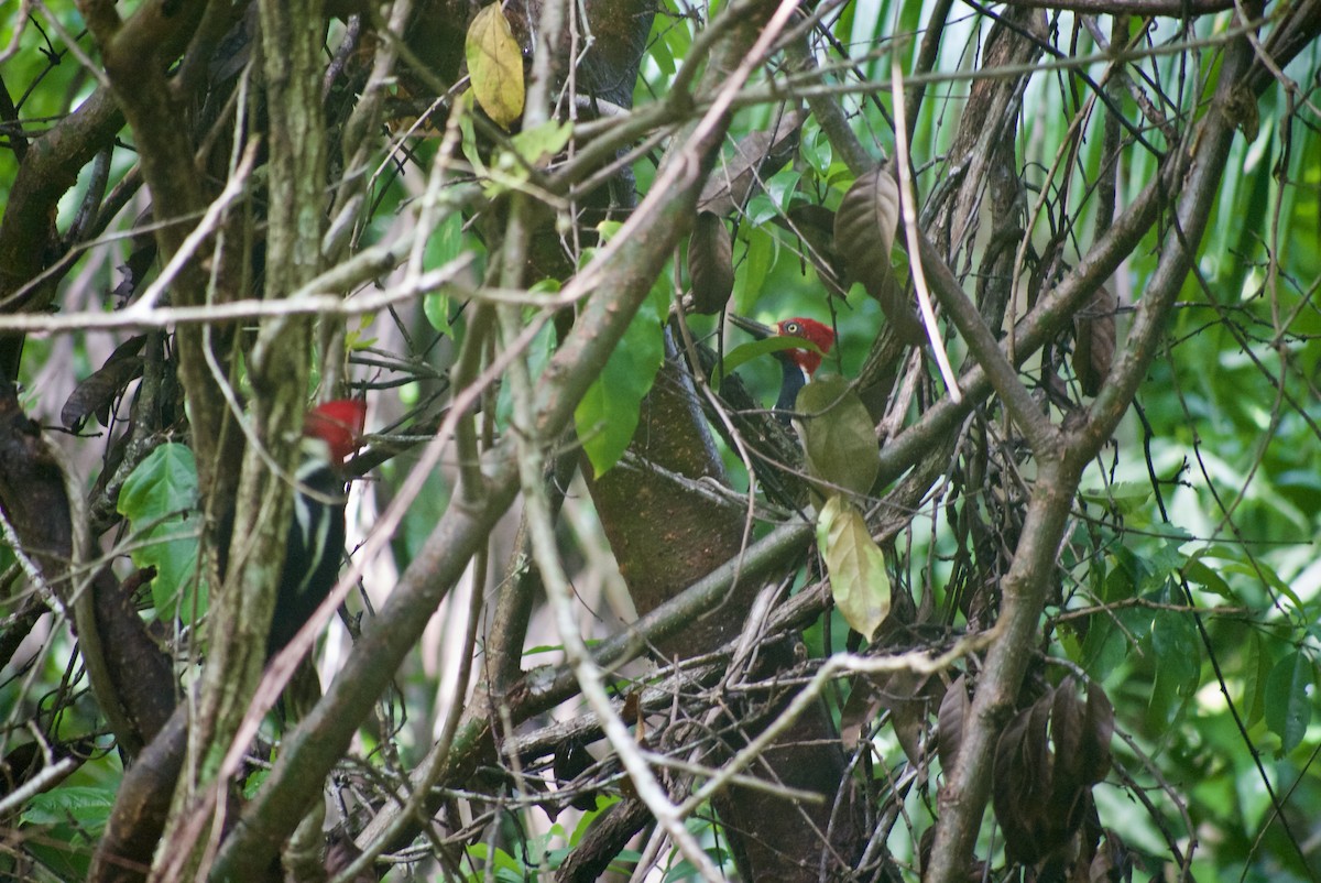 Crimson-crested Woodpecker - ML619562908