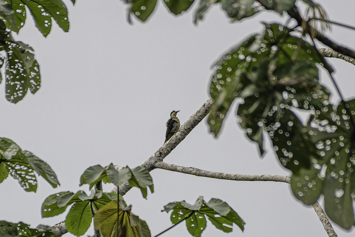 Black-cheeked Woodpecker - ML619562914
