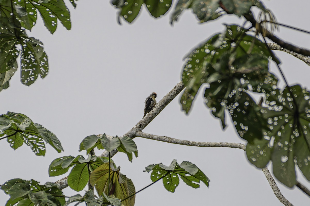 Black-cheeked Woodpecker - ML619562918