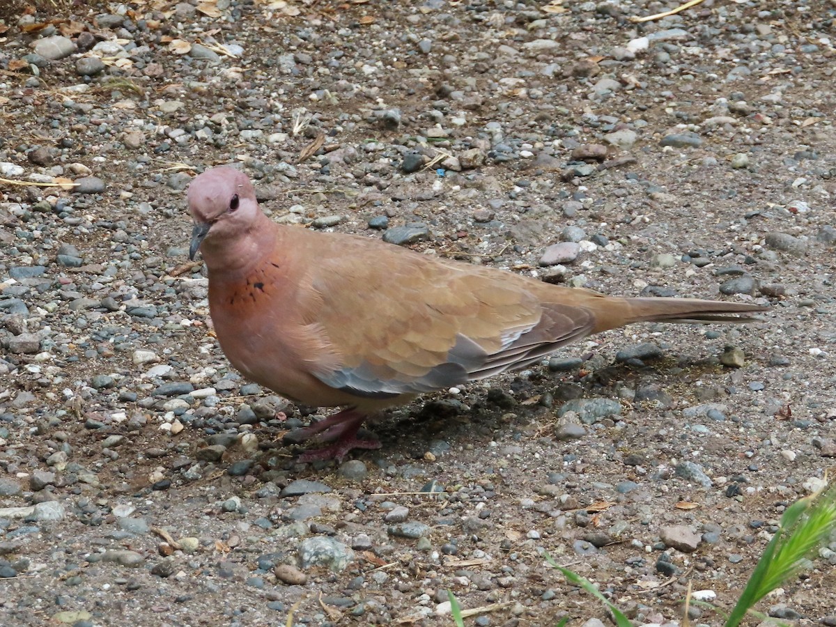 Laughing Dove - ML619562947