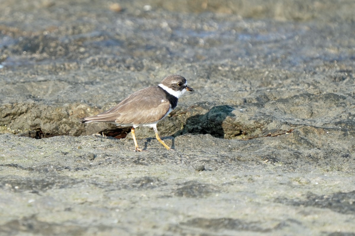 Semipalmated Plover - ML619562960