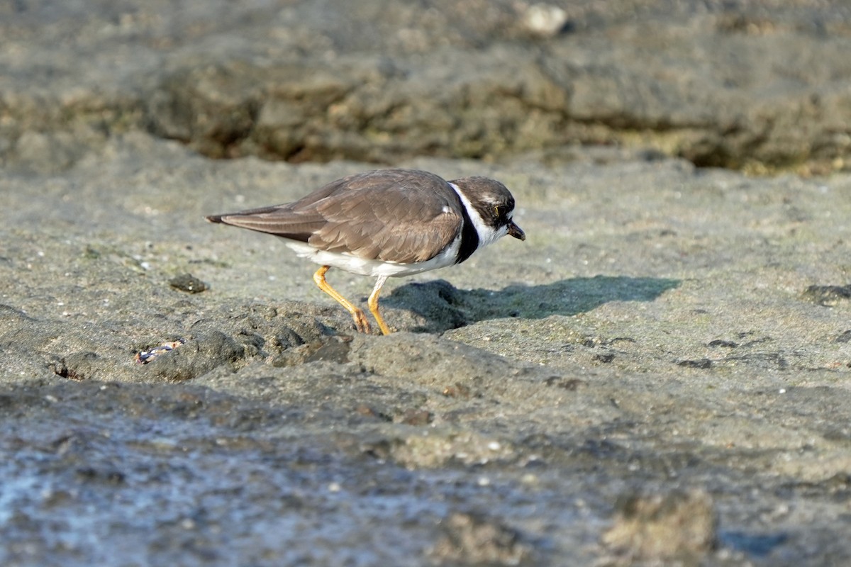 Semipalmated Plover - ML619562961