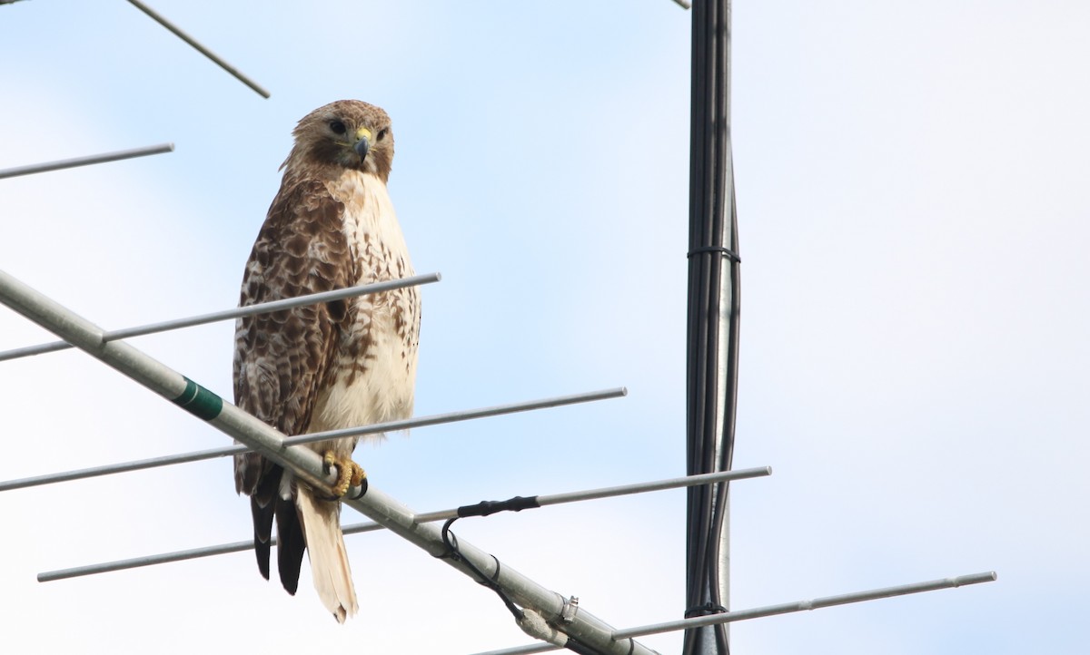 Red-tailed Hawk - ML619562969