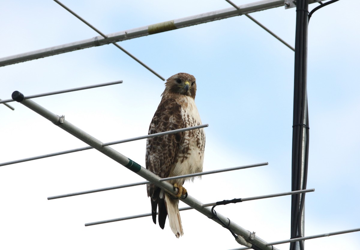 Red-tailed Hawk - ML619562971