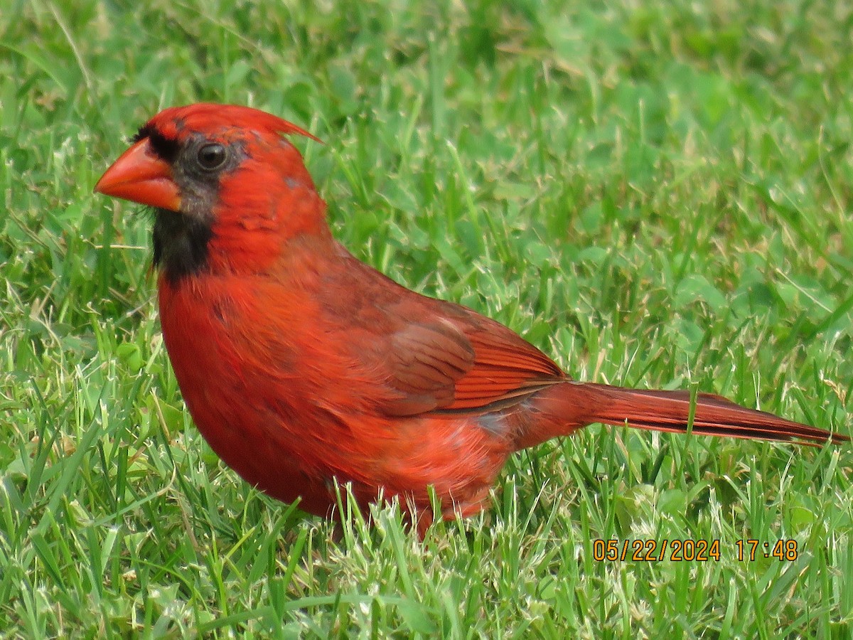 Красный кардинал - ML619562973