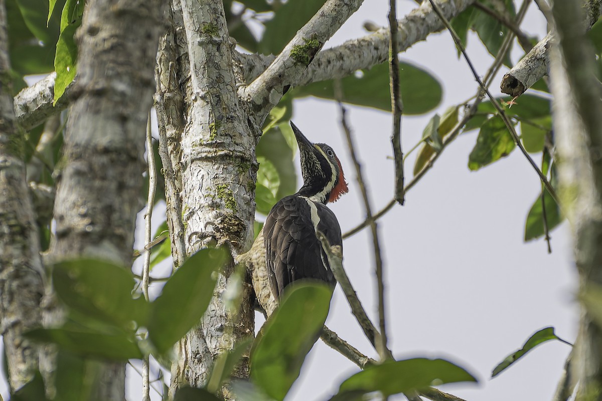 Lineated Woodpecker - ML619563006