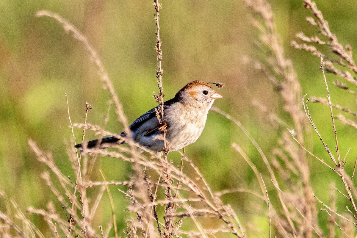 Field Sparrow - ML619563028