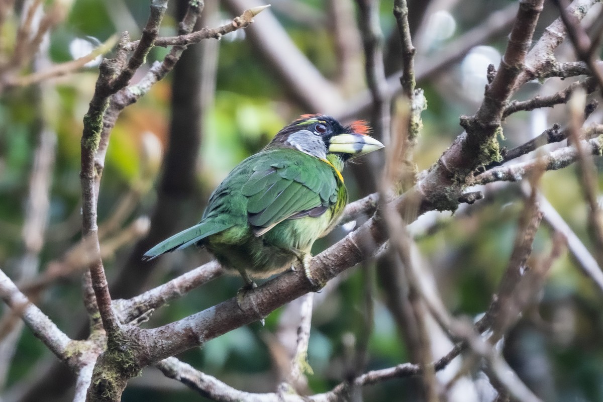 Fire-tufted Barbet - ML619563031